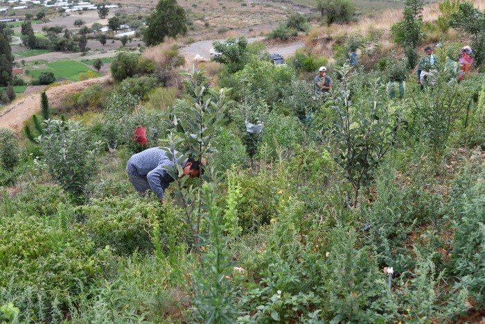 Agroforestry 2 D.Aguirre.Armonia