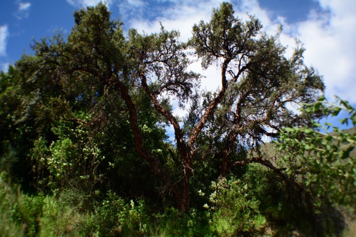 Kewiña tree D.Aguirre Armonia