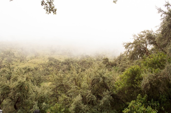 Kewiña forest 2 D.Aguirre.Armonia