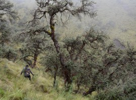 Kewiña forest 1 D.Aguirre.Armonia.jpg