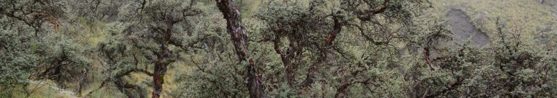 Kewiña forest 1 D.Aguirre.Armonia.jpg