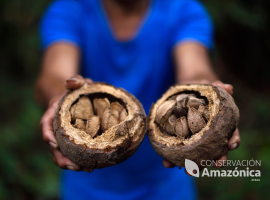 Castaña Brasilian nuts.png